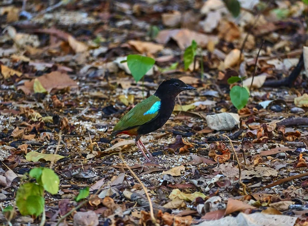 彩虹八色鸫(Pitta iris)