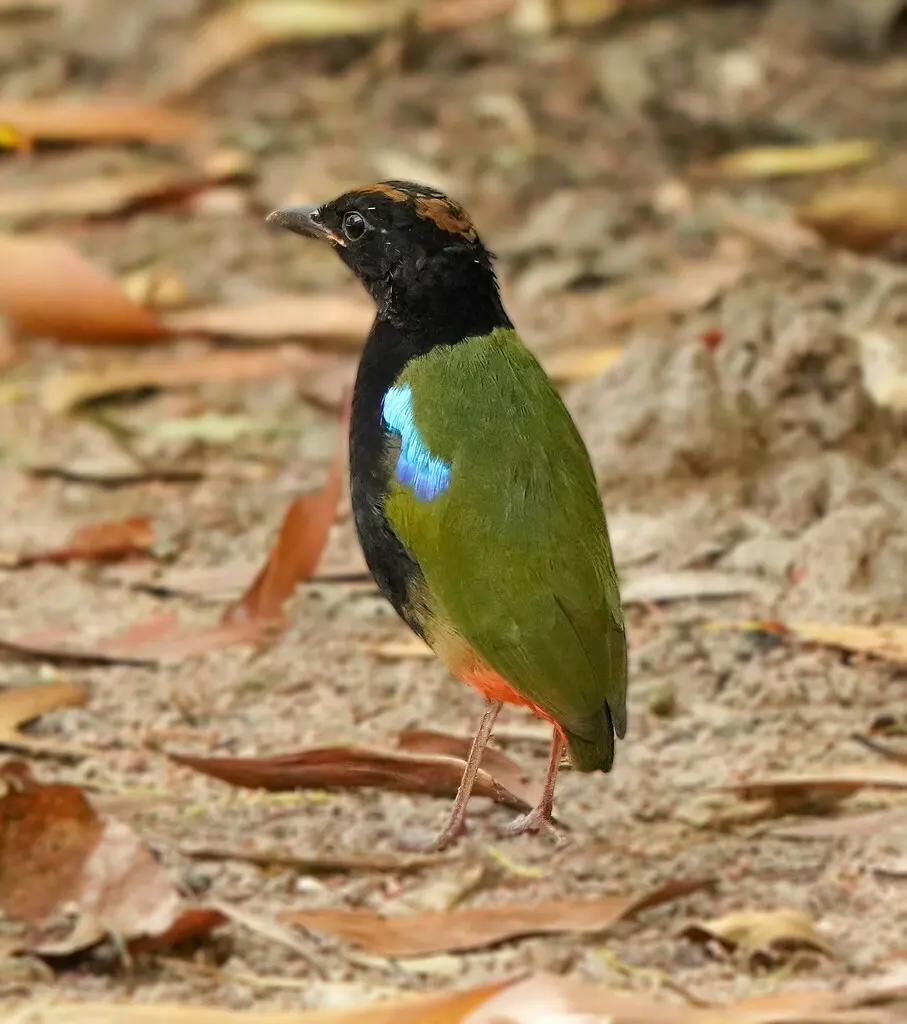 彩虹八色鸫(Pitta iris)