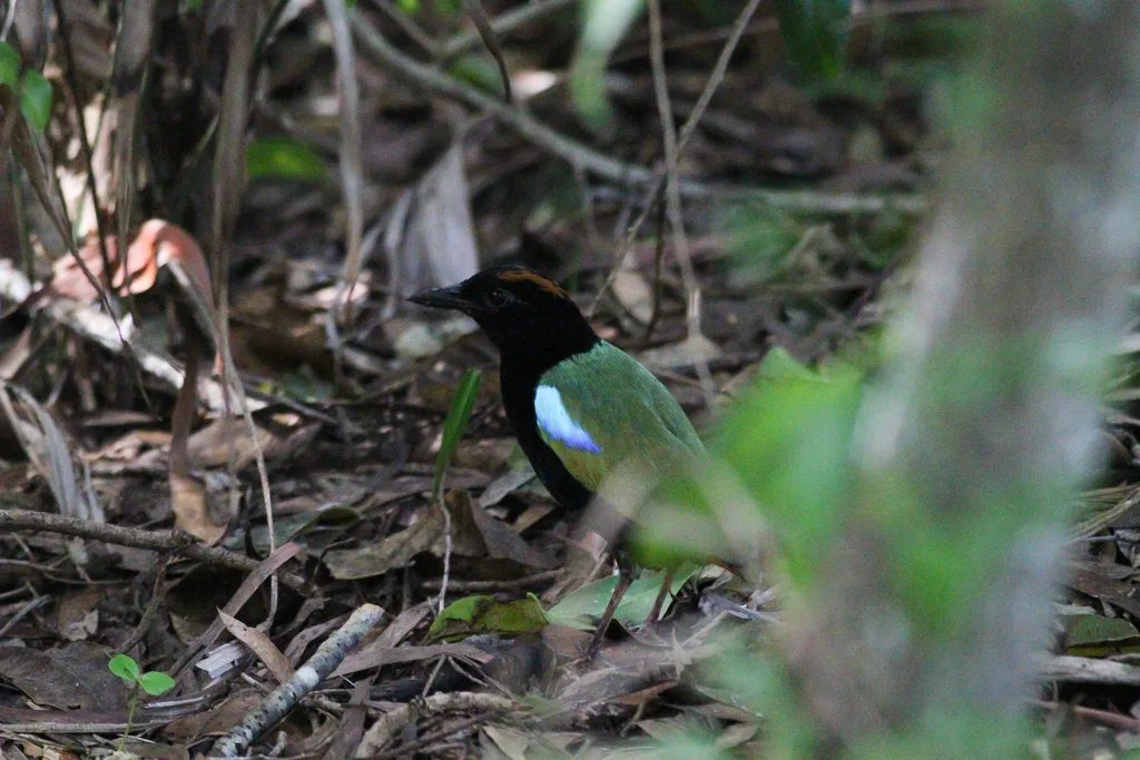 彩虹八色鸫(Pitta iris)