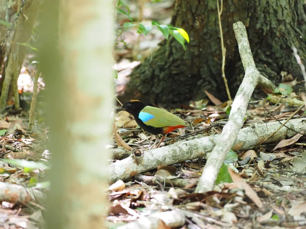 彩虹八色鸫(Pitta iris)