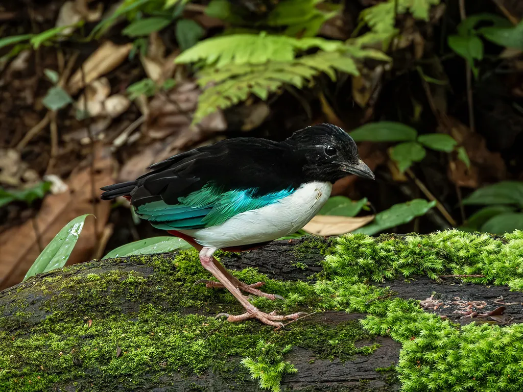 白胸八色鸫(Pitta maxima)