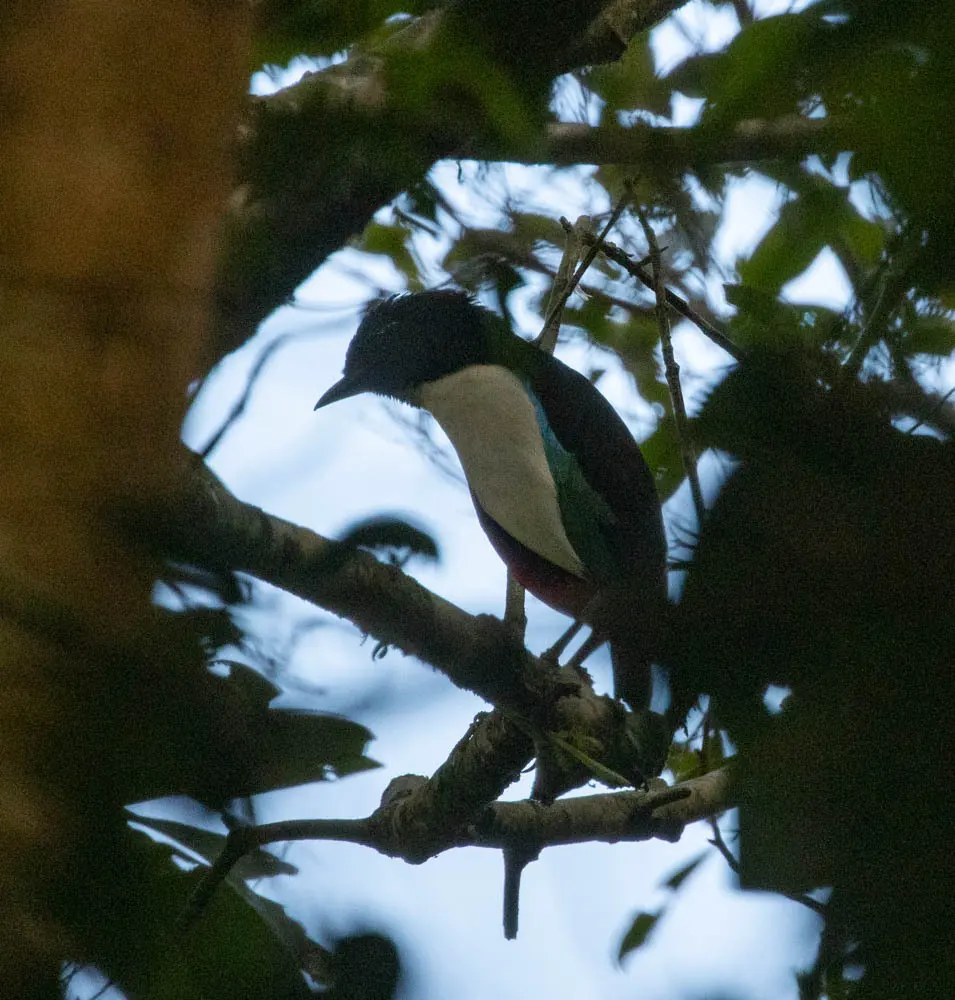 白胸八色鸫(Pitta maxima)