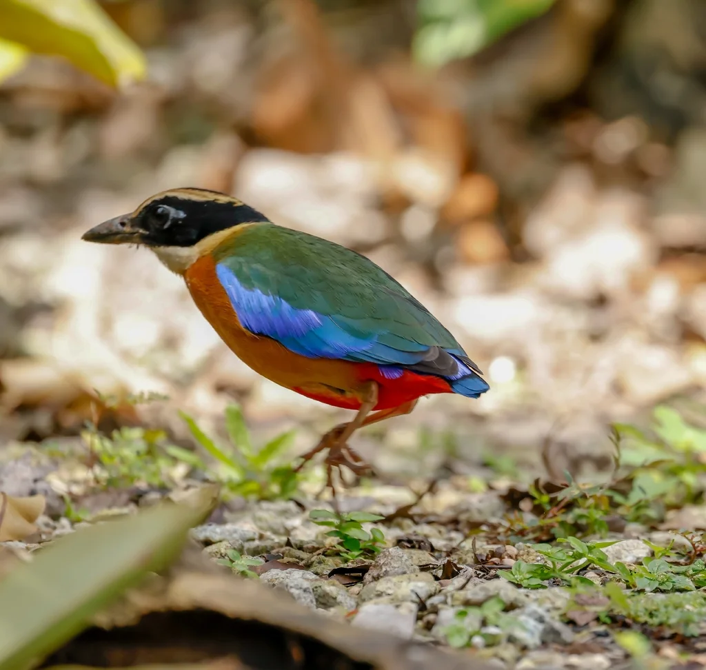 蓝翅八色鸫(Pitta moluccensis)