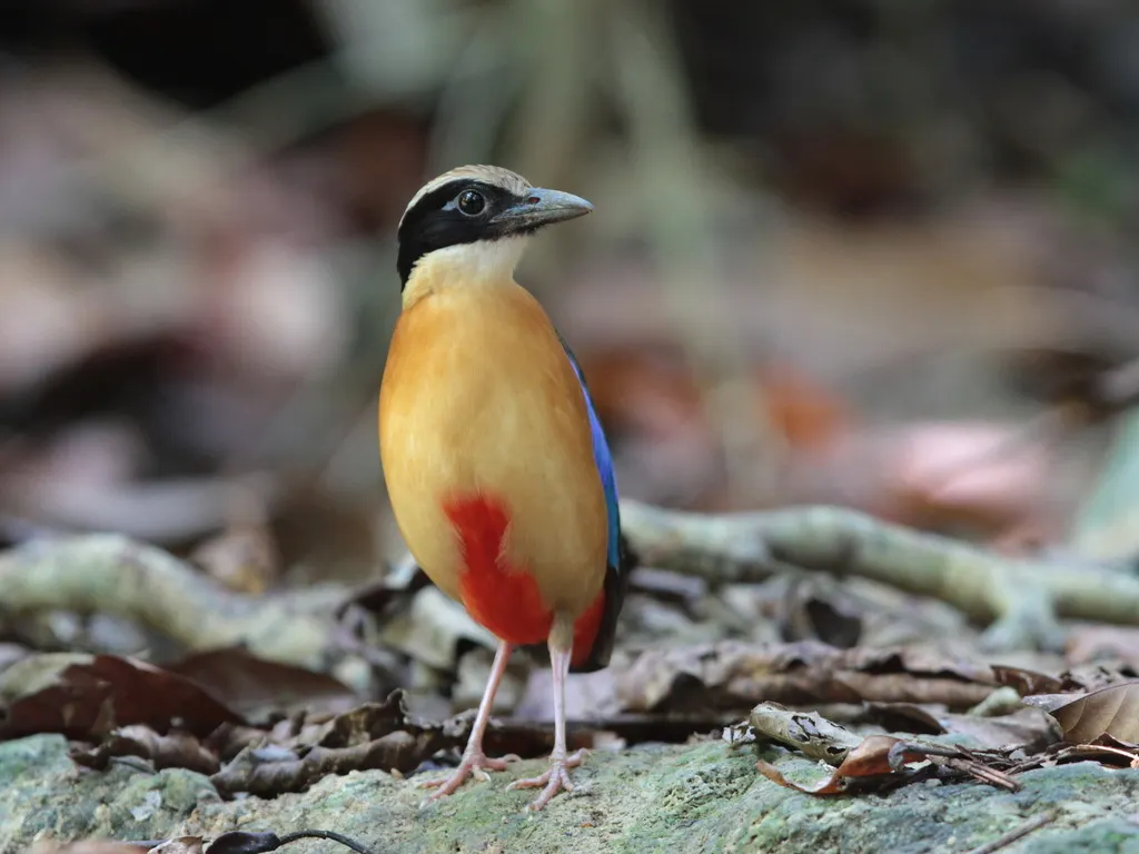蓝翅八色鸫(Pitta moluccensis)