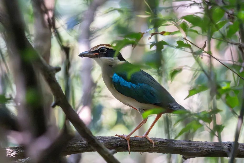 仙八色鸫(Pitta nympha)