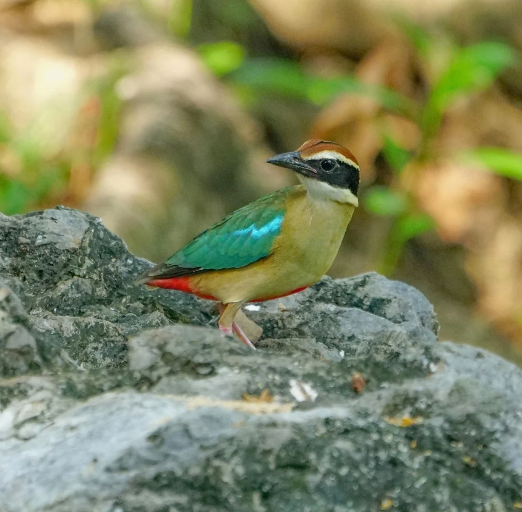 仙八色鸫(Pitta nympha)