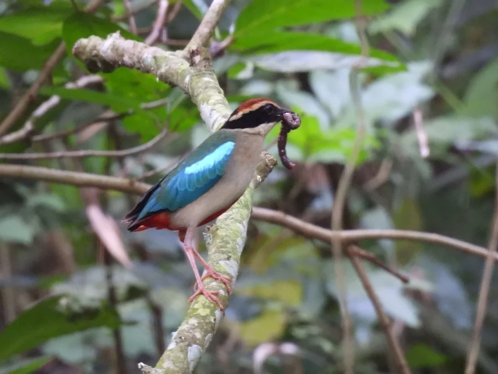 仙八色鸫(Pitta nympha)
