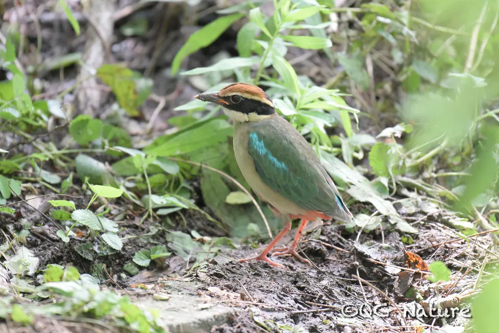 仙八色鸫(Pitta nympha)