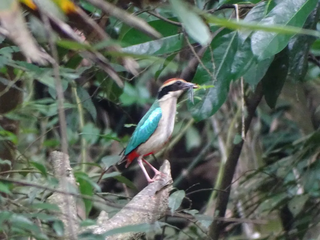 仙八色鸫(Pitta nympha)