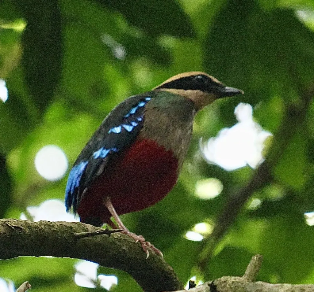 非洲绿胸八色鸫(Pitta reichenowi)