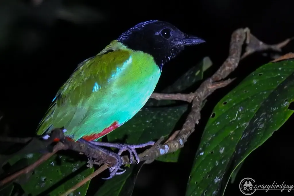 绿胸八色鸫(Pitta sordida)