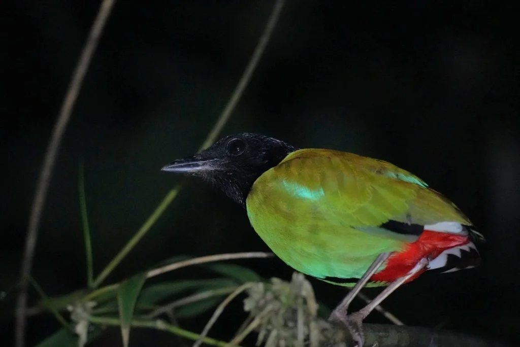 绿胸八色鸫(Pitta sordida)
