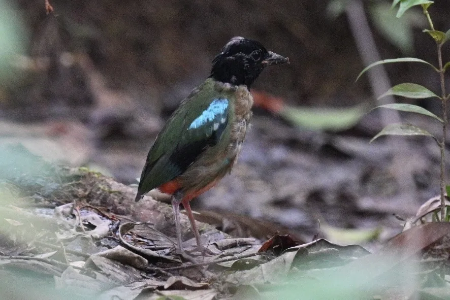 绿胸八色鸫(Pitta sordida)