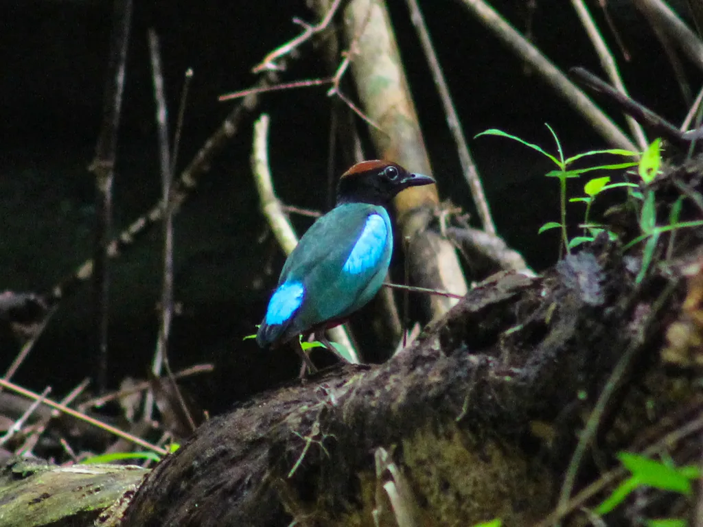绿胸八色鸫(Pitta sordida)