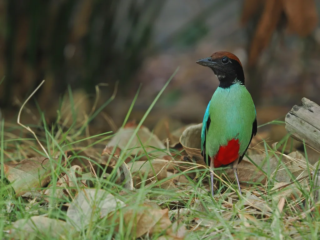 绿胸八色鸫(Pitta sordida)