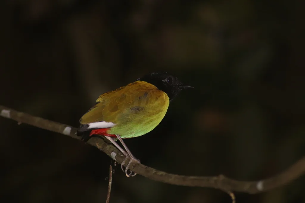 绿胸八色鸫(Pitta sordida)