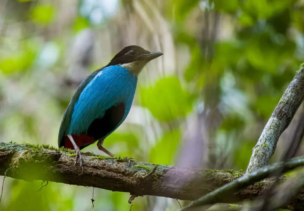 蓝胸八色鸫(Pitta steerii)