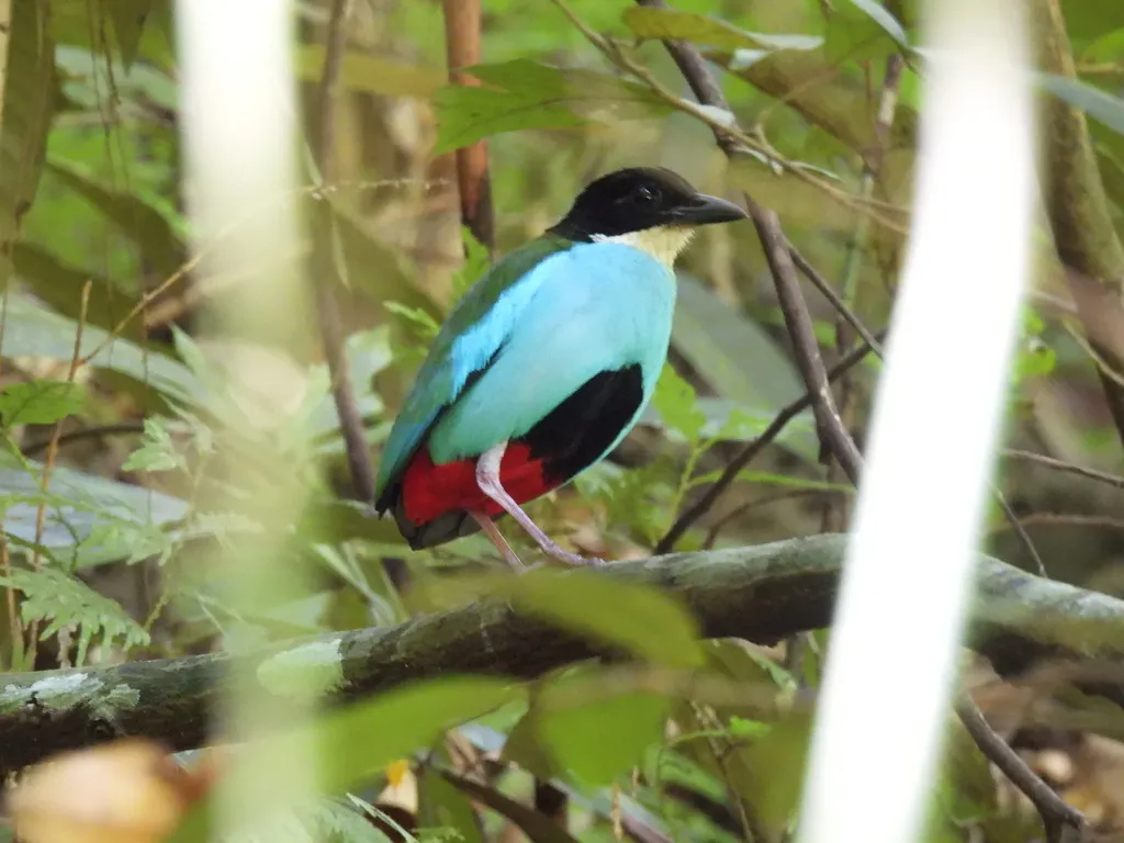 蓝胸八色鸫(Pitta steerii)