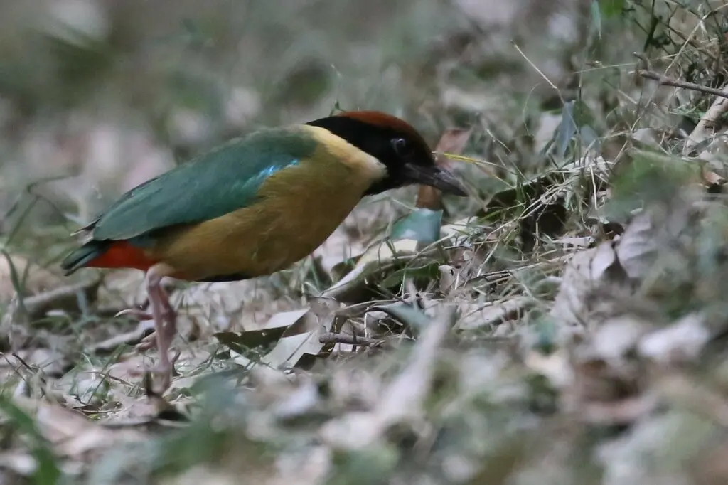 噪八色鸫(Pitta versicolor)