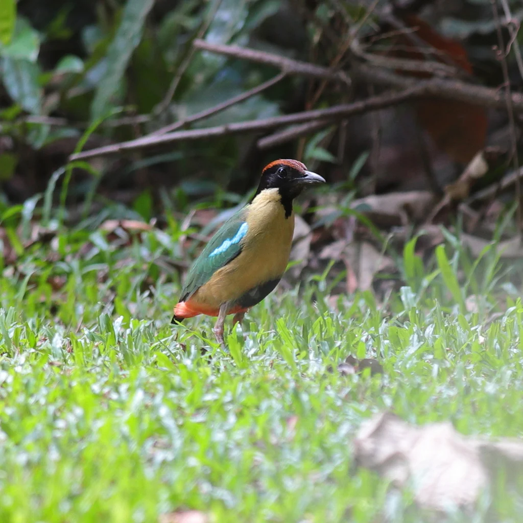 噪八色鸫(Pitta versicolor)