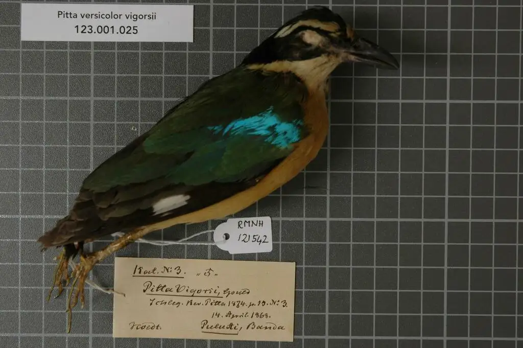 斑达八色鸫(Pitta vigorsii)