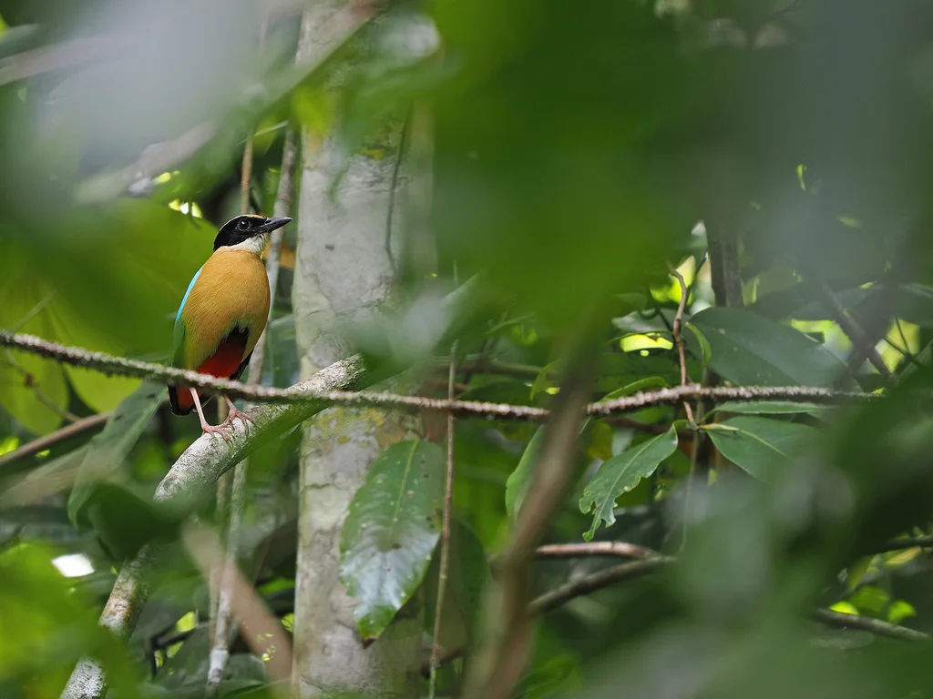 斑达八色鸫(Pitta vigorsii)