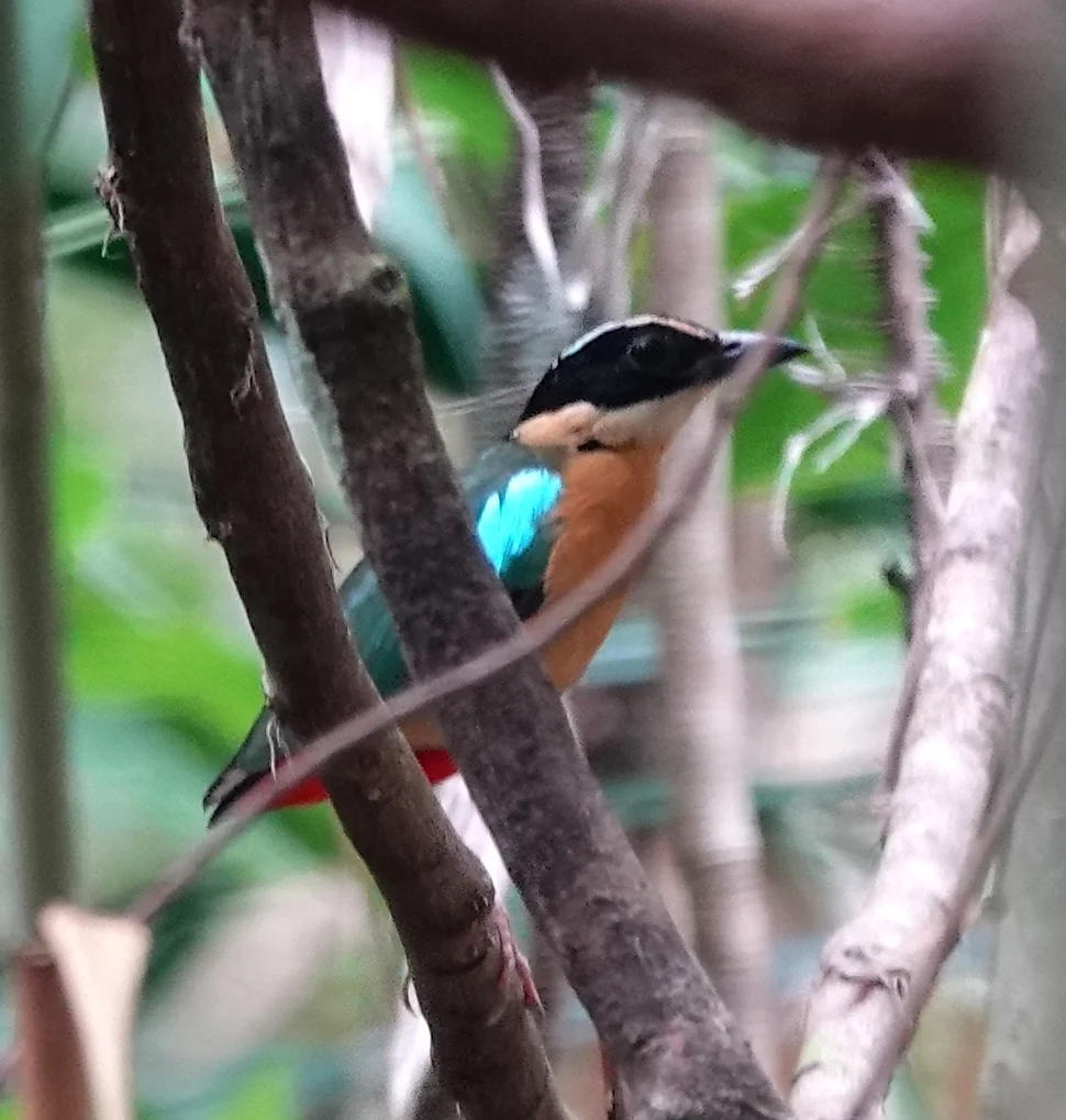 斑达八色鸫(Pitta vigorsii)