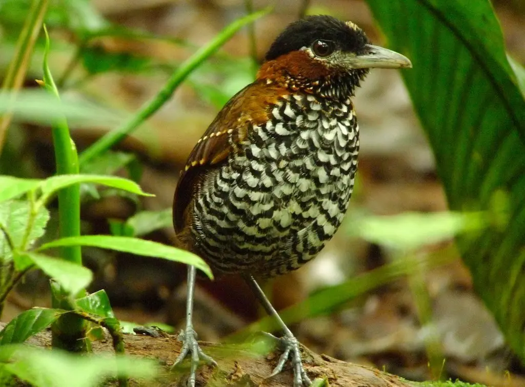黑顶蚁鸫(Pittasoma michleri)