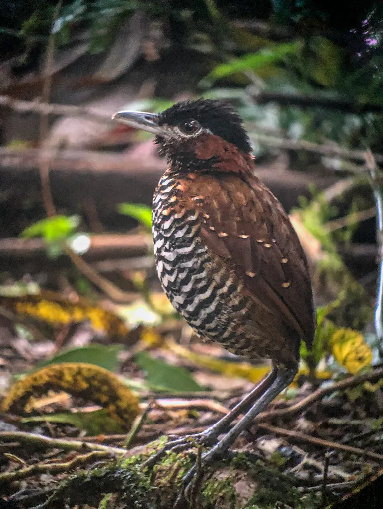 黑顶蚁鸫(Pittasoma michleri)