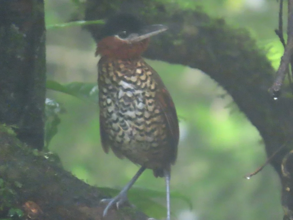 黑顶蚁鸫(Pittasoma michleri)