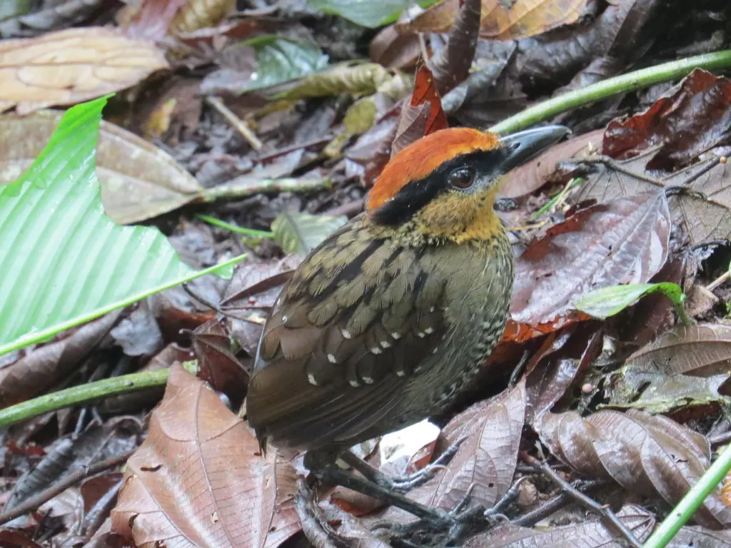 棕冠蚁鸫(Pittasoma rufopileatum)