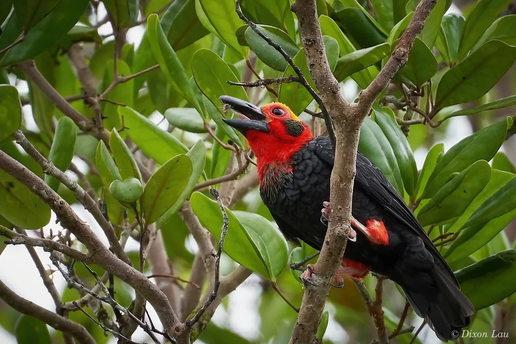 棘头鵙(Pityriasis gymnocephala)