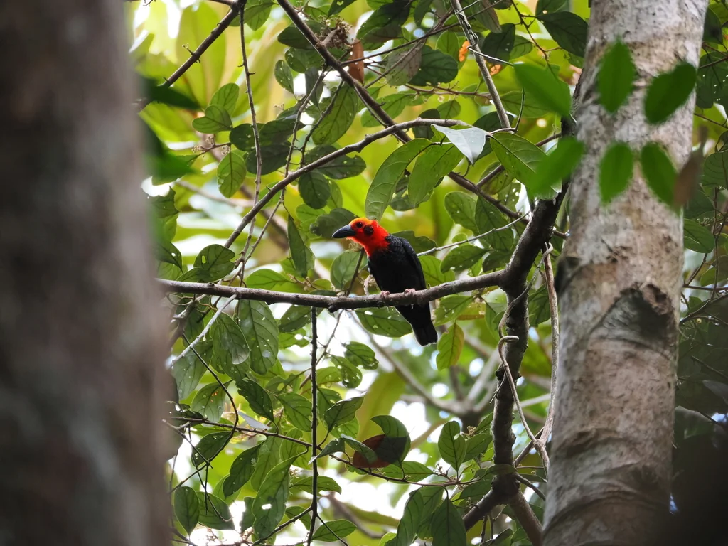 棘头鵙(Pityriasis gymnocephala)