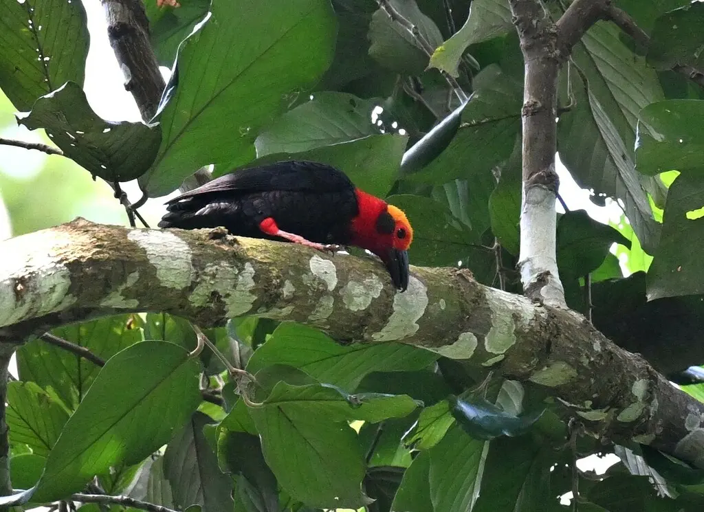棘头鵙(Pityriasis gymnocephala)