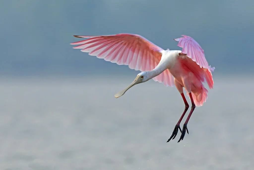 粉红琵鹭(Platalea ajaja)