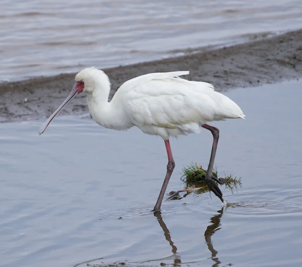 非洲琵鹭(Platalea alba)