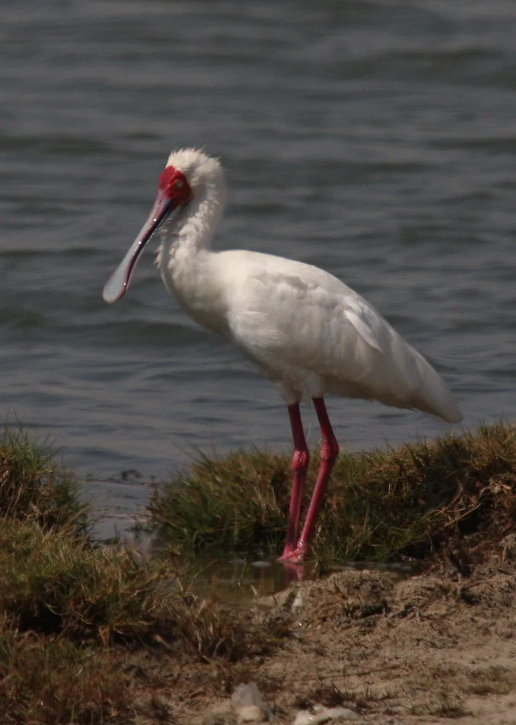 非洲琵鹭(Platalea alba)