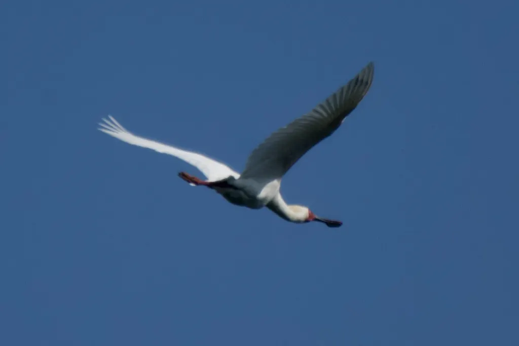 非洲琵鹭(Platalea alba)