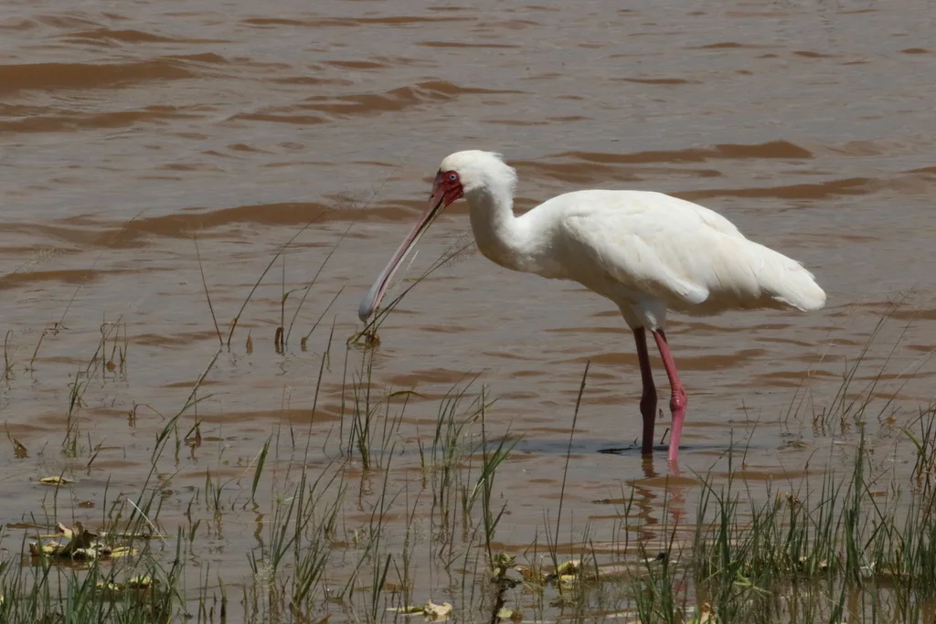 非洲琵鹭(Platalea alba)