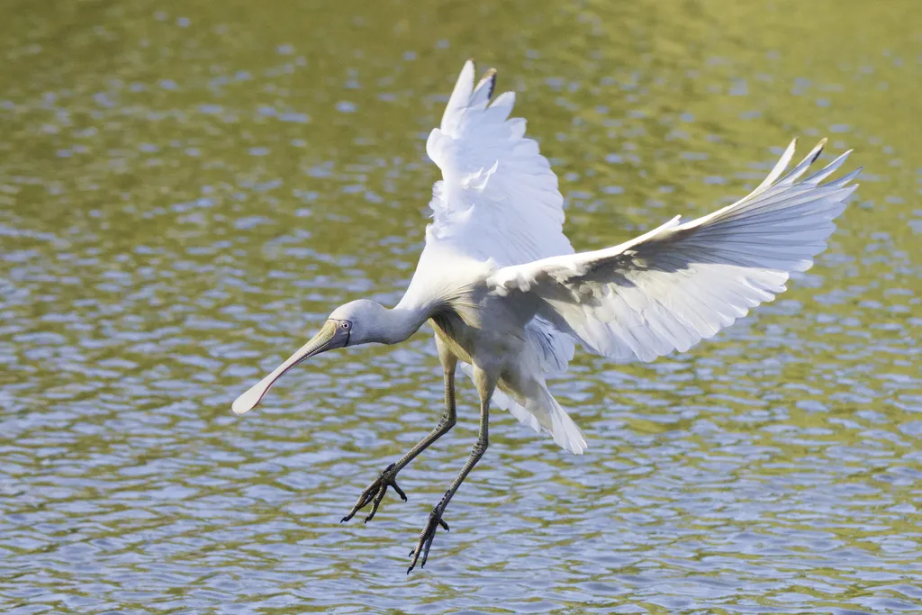 黄嘴琵鹭(Platalea flavipes)