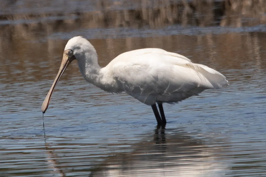 黄嘴琵鹭(Platalea flavipes)