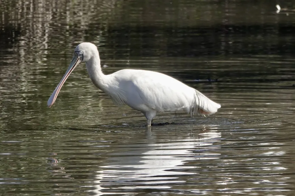 黄嘴琵鹭(Platalea flavipes)
