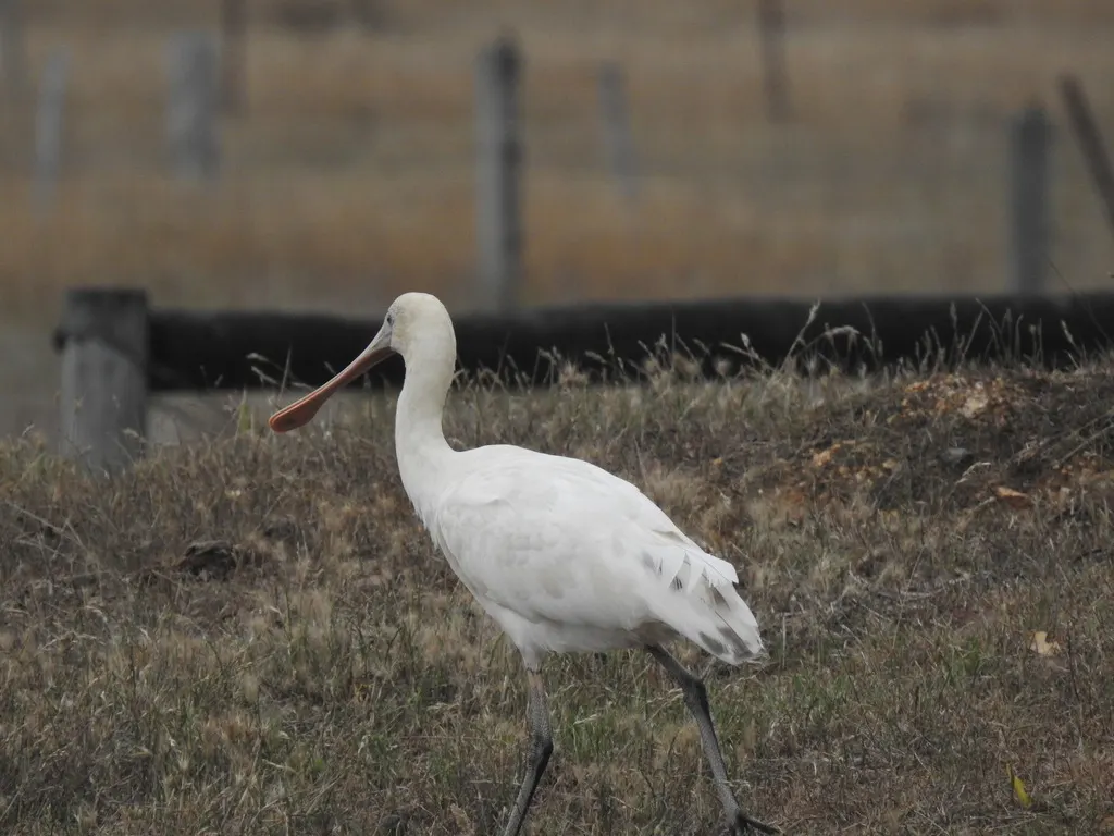 黄嘴琵鹭(Platalea flavipes)