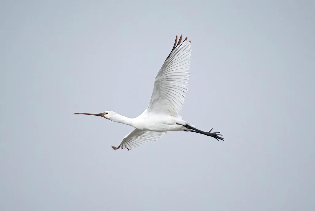 白琵鹭(Platalea leucorodia)