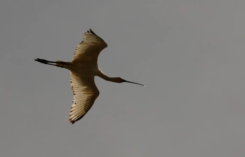 白琵鹭(Platalea leucorodia)