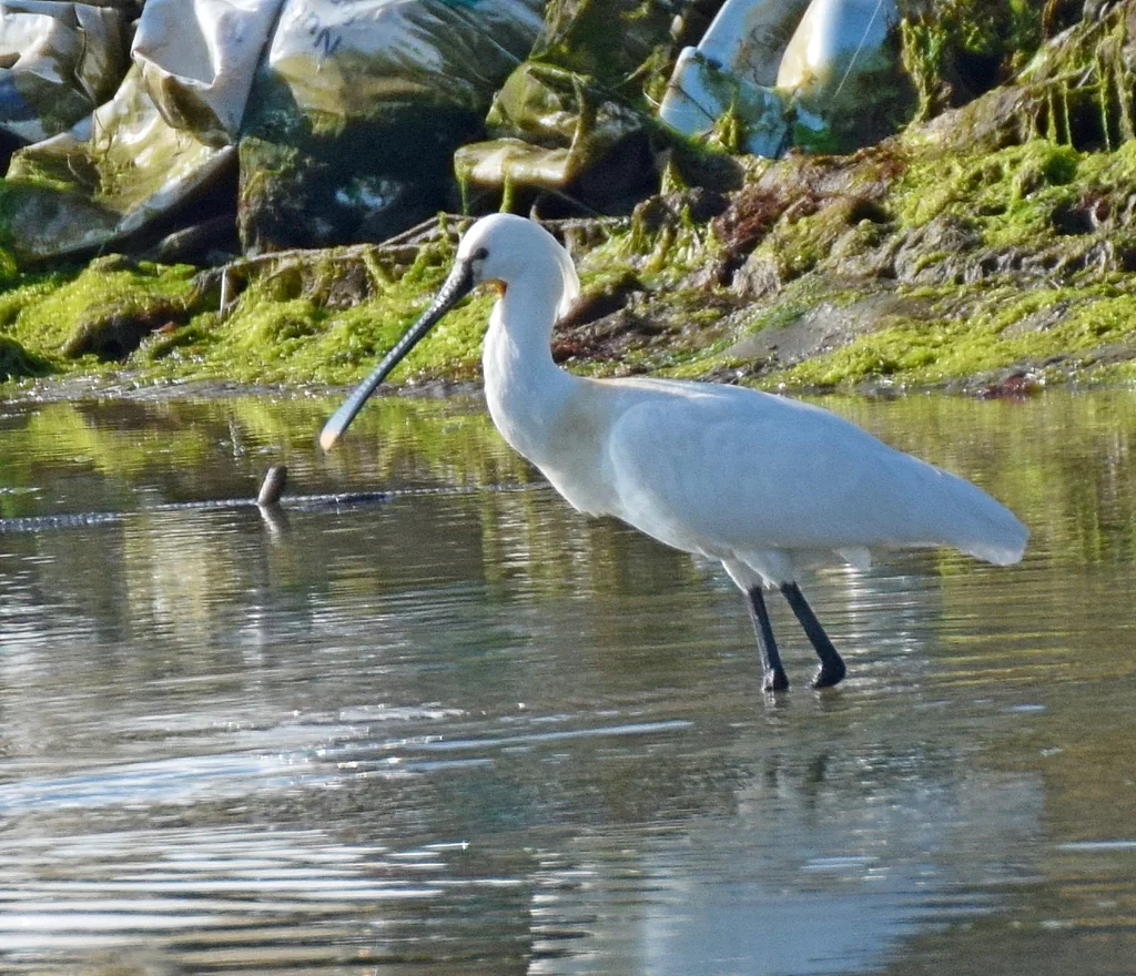 白琵鹭(Platalea leucorodia)
