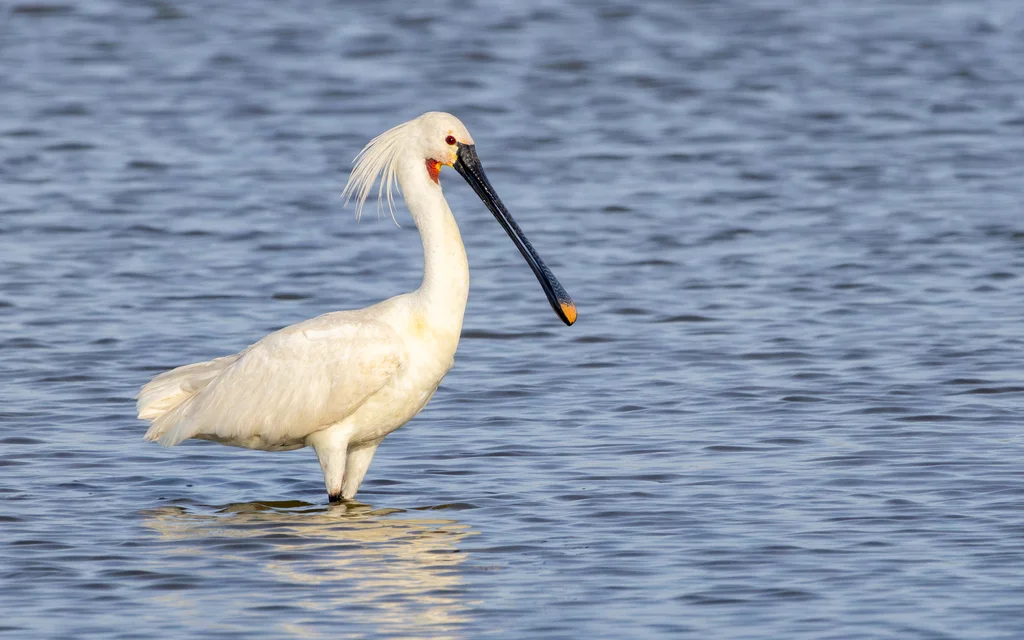 白琵鹭(Platalea leucorodia)
