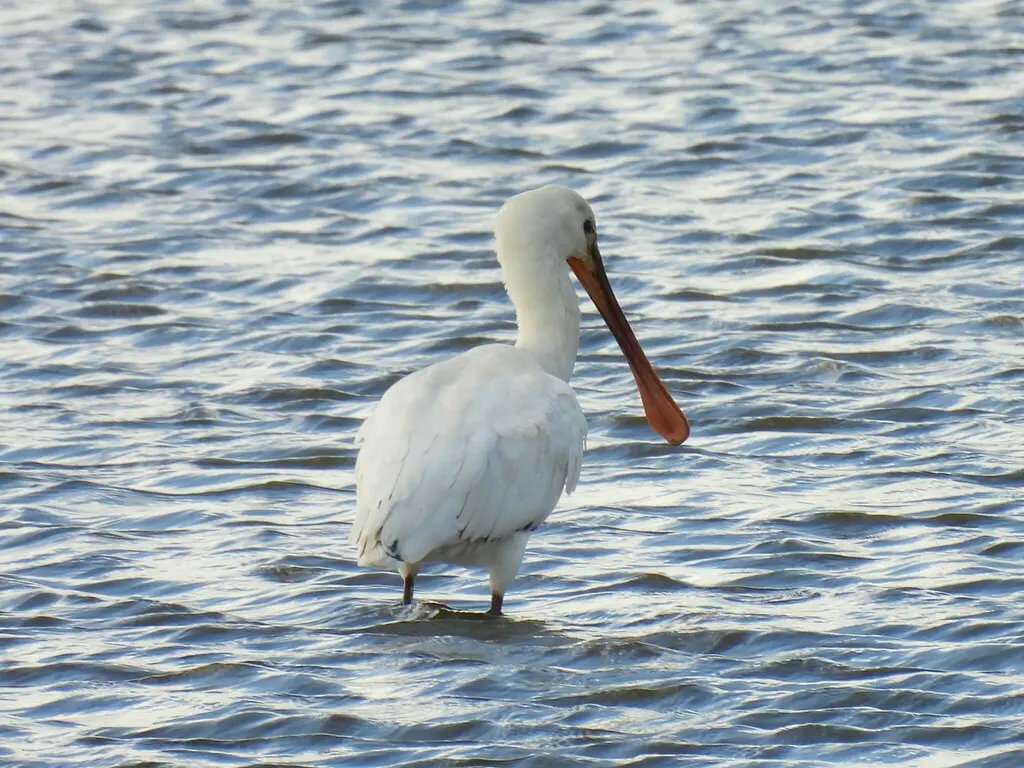 白琵鹭(Platalea leucorodia)
