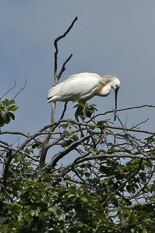 白琵鹭(Platalea leucorodia)