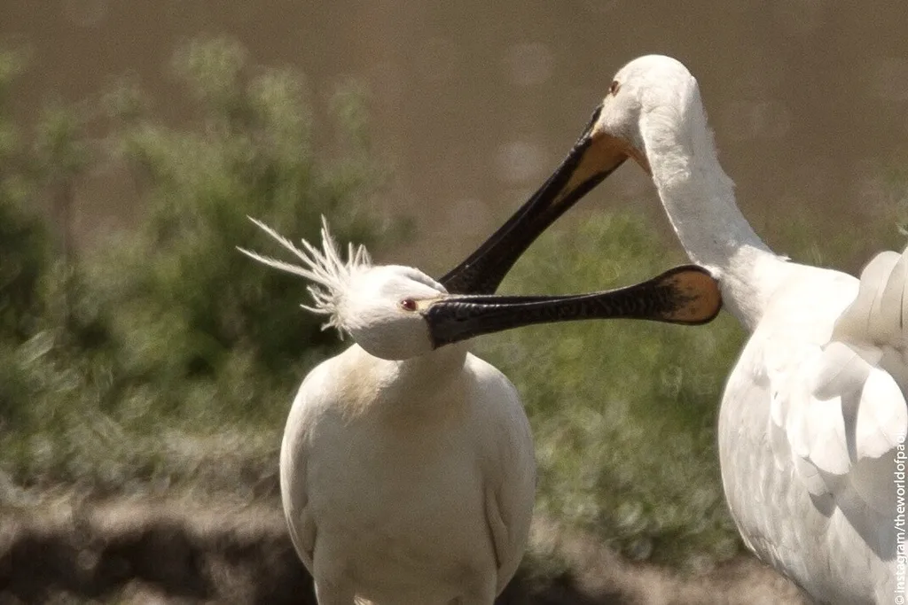 白琵鹭(Platalea leucorodia)